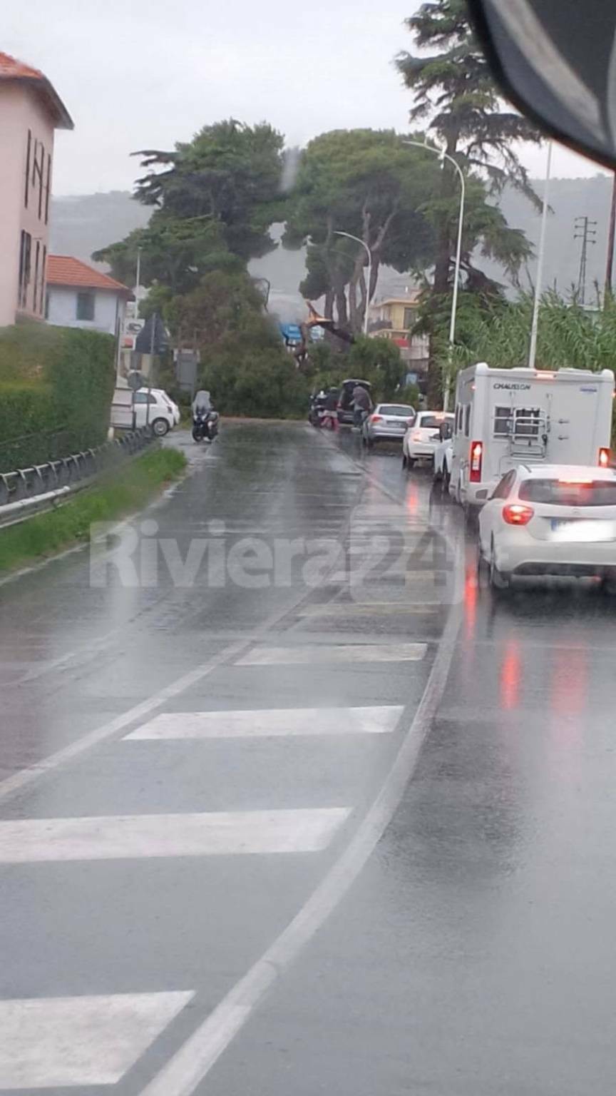 Rimosso l’albero crollato sull’Aurelia, strada riaperta