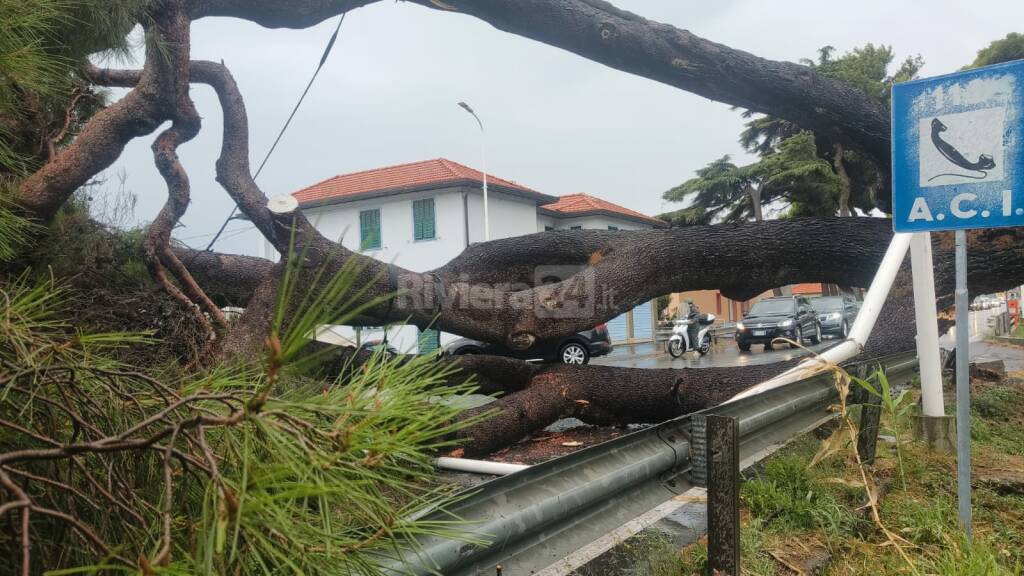 Grosso albero si abbatte sull&#8217;Aurelia, tragedia sfiorata